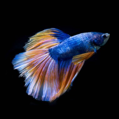 Siyah arka planda izole edilmiş sarı-mavi siyam balığının hareketli anını yakalayın. Beta balığı, betta splendens, ikan cupang.