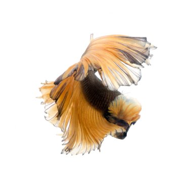 Beyaz arka planda izole edilmiş kahverengi siyam balığının hareketli anını yakala. Beta balığı.