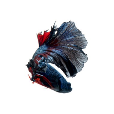 Beyaz arka planda izole edilmiş kırmızı-mavi siyam balığının hareketli anını yakalayın. Betta balığı..