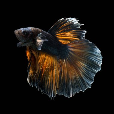 Siyah arka planda izole edilmiş sarı mavi siyam balığının hareketli anını yakalayın. Beta balığı.