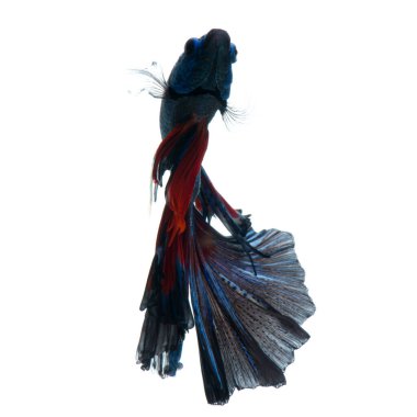 Beyaz arka planda izole edilmiş kırmızı-mavi siyam balığının hareketli anını yakalayın. Betta balığı..