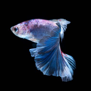 Siyah arka planda izole edilmiş kırmızı-mavi siyam balığının hareketli anını yakalayın. Beta balığı, betta splendens, ikan cupang.