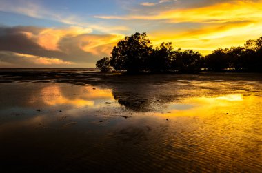 Gün batımında mangrov ağaçları