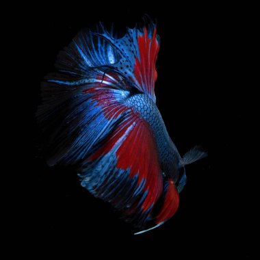 Siyah arkaplanda izole edilmiş kırmızı-mavi siyam balığının hareketli anını yakala.