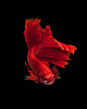 Siyah arka planda izole edilmiş kırmızı siyam balığının hareketli anını yakala. Dumbo betta balığı.