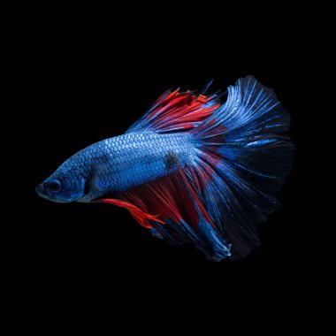 Siyah arka planda izole edilmiş kırmızı-mavi siyam balığının hareketli anını yakalayın. Betta balığı..