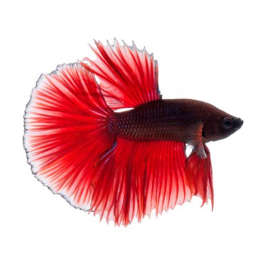 Beyaz arka planda izole edilmiş kırmızı siyam balığının hareketli anını yakala.