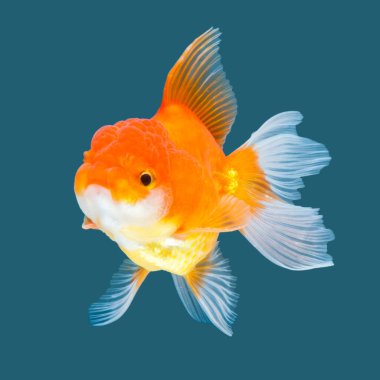 Oranda japon balığı su rengi arka planında izole edilmiş..