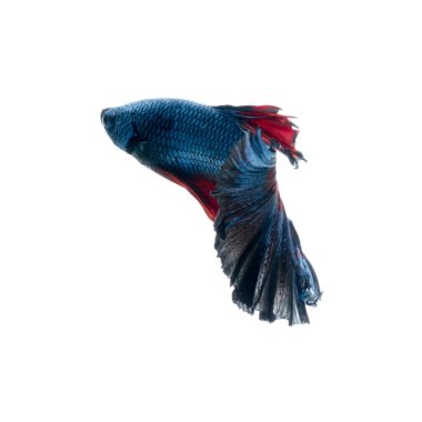 Beyaz üzerine izole edilmiş kırmızı-mavi siyam balığının hareketli anını yakala