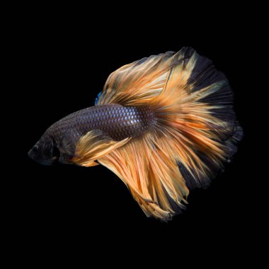 Siyah arka planda izole edilmiş sarı siyam balığının hareketli anını yakala. Beta balığı..