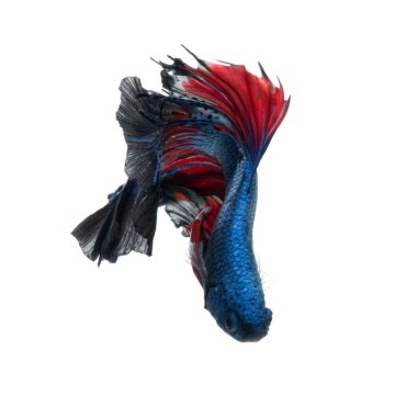 Beyaz arka planda izole edilmiş kırmızı-mavi siyam balığının hareketli anını yakalayın. Betta balığı..