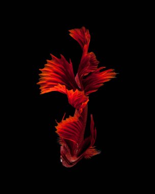 Siyah arka planda izole edilmiş kırmızı siyam balığının hareketli anını yakala. Dumbo betta balığı.