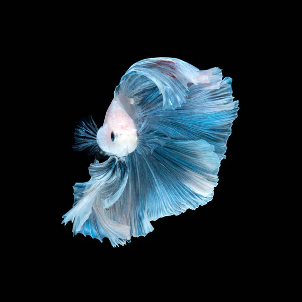 Captura Momento Movimiento Los Peces Siameses Azules Lucha Aislados Fondo — Foto de Stock