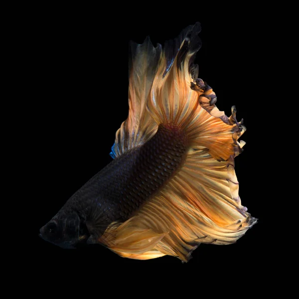 Fangen Sie Den Bewegenden Moment Der Gelben Siamesischen Kampffische Isoliert — Stockfoto