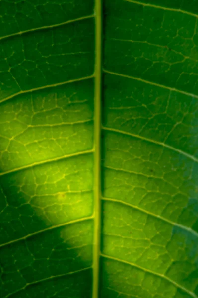 Desenfoque Suave Enfoque Hoja Árbol Con Fondo Color Verde Cerca — Foto de Stock