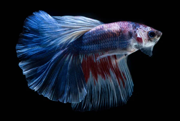 Fangen Sie Den Bewegenden Moment Rot Blauer Siamesischer Kampffische Isoliert — Stockfoto