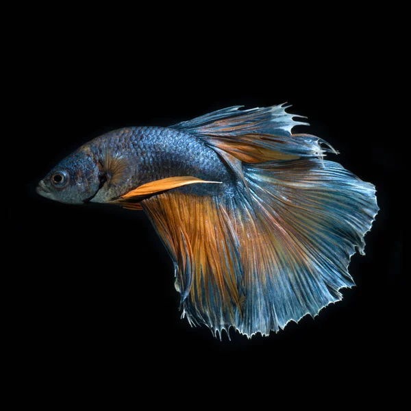Fangen Sie Den Bewegenden Moment Gelb Blauer Siamesischer Kampffische Isoliert — Stockfoto