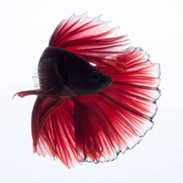 白い背景に隔離された赤サンマの戦い魚の動きの瞬間をキャプチャ — ストック写真