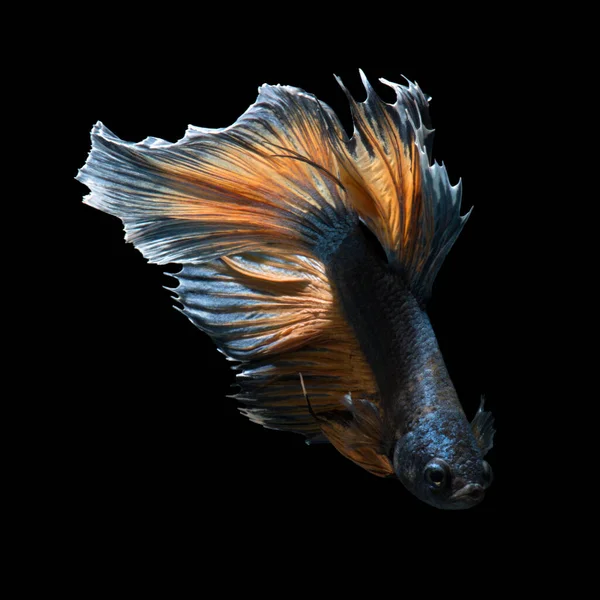 Fånga Det Rörliga Ögonblicket Gul Blå Siamese Slåss Fisk Isolerad — Stockfoto