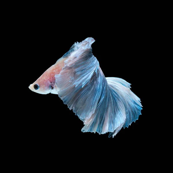 Captura Momento Movimiento Los Peces Siameses Azules Lucha Aislados Fondo —  Fotos de Stock