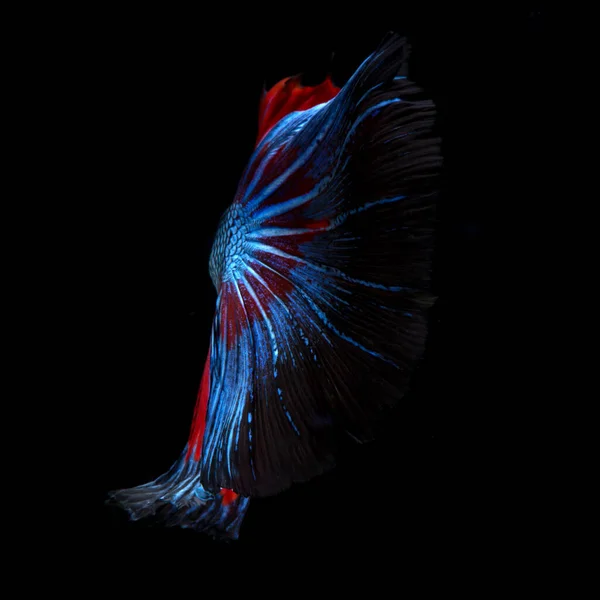 捕捉红色 蓝色暹罗战斗鱼在黑色背景下的移动瞬间 — 图库照片