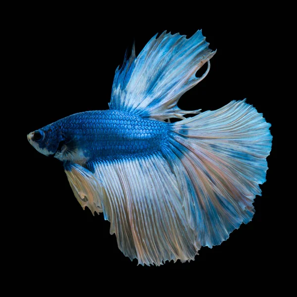 Erfassen Sie Den Bewegenden Moment Blauer Siamesischer Kampffische Isoliert Auf — Stockfoto