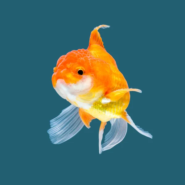 Oranda Goldfisch Isoliert Auf Aquarell Hintergrund — Stockfoto