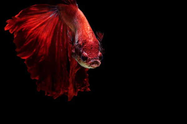 Peixe Betta Vermelho Peixe Combate Siamês Sobre Fundo Preto — Fotografia de Stock