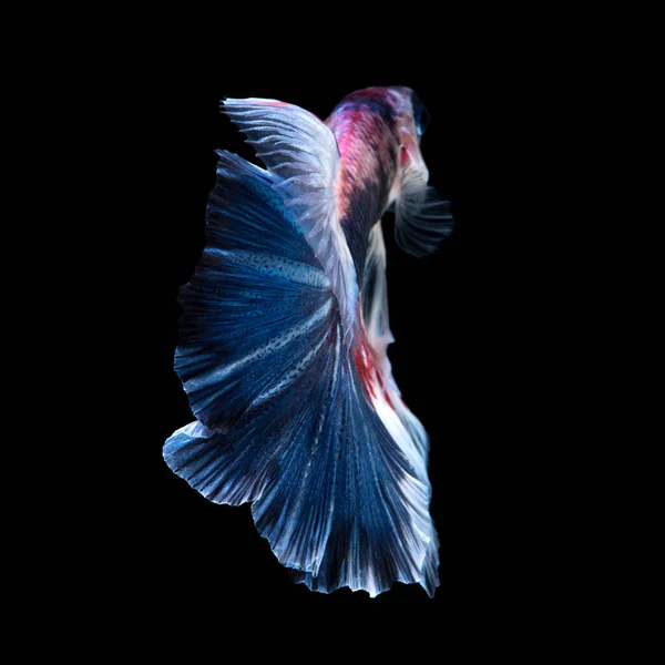 Запечатлейте Движущийся Момент Красно Голубой Сиамской Боевой Рыбы Изолированной Черном — стоковое фото