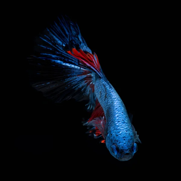 黒の背景に隔離された赤青のシアメーズファイティングフィッシュの動きの瞬間をキャプチャします ベッタ フィッシュベッタ グレンズンズカパン — ストック写真