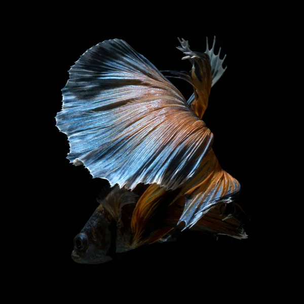Fangen Sie Den Bewegenden Moment Gelb Blauer Siamesischer Kampffische Isoliert — Stockfoto