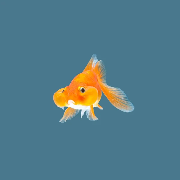 Goldfish Isolated Water Color Background — Stock Photo, Image