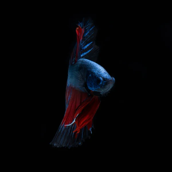 Запечатлейте Движущийся Момент Красно Голубой Сиамской Боевой Рыбы Изолированной Черном — стоковое фото