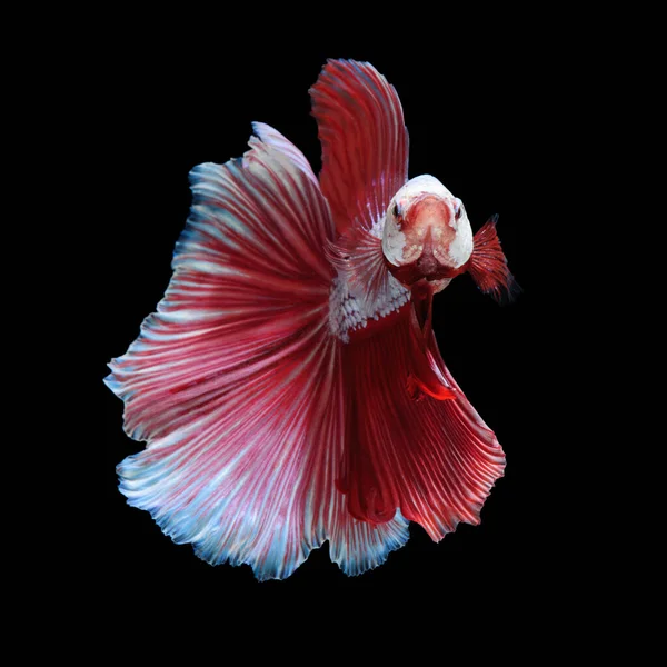 Weiß Roter Betafisch Siamesischer Kampffisch Auf Schwarzem Hintergrund — Stockfoto