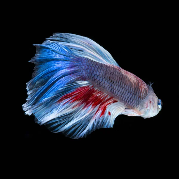 Betta Fish Black Background Capture Moving Moment Red Blue Siamese — Stock Photo, Image