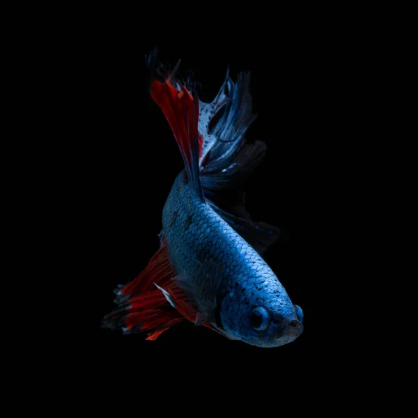 捕捉红色 蓝色暹罗战斗鱼在黑色背景下的移动瞬间 贝塔鱼 贝塔华丽 Ikan杯 — 图库照片