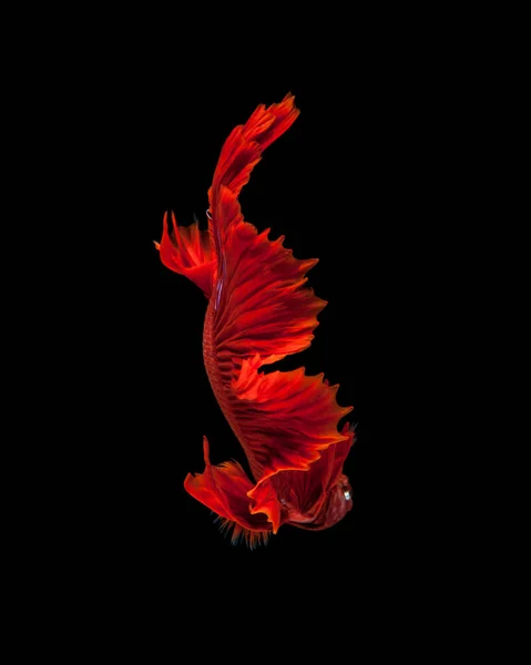 捕捉红色暹罗战斗鱼在黑色背景下的移动瞬间 Dumbo Betta鱼 — 图库照片