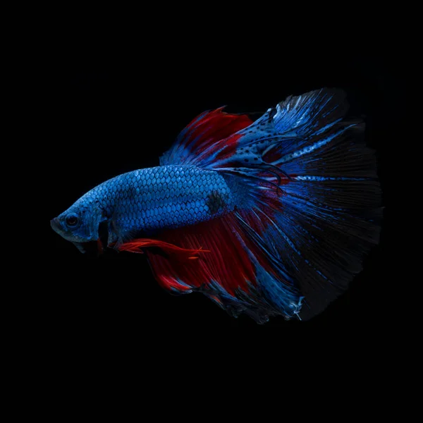 Captura Momento Movimiento Los Peces Siameses Combate Rojo Azul Aislados — Foto de Stock