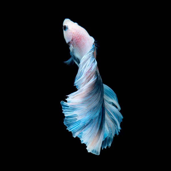 黒の背景に分離された青いベタの感動の瞬間をキャプチャします ベタの魚 — ストック写真
