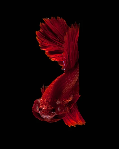 Запечатлеть Движущийся Момент Красных Сиамских Боевых Рыб Изолированных Черном Фоне — стоковое фото