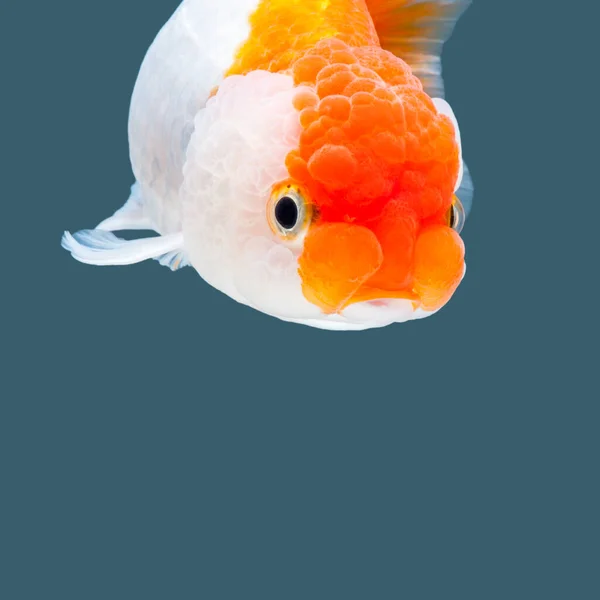 Ranchu Goldfish Isolado Fundo Cor Água — Fotografia de Stock