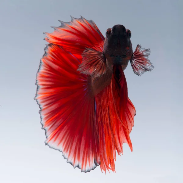 白い背景に隔離された赤サンマの戦い魚の動きの瞬間をキャプチャします ベッタ フィッシュベッタ グレンズンズカパン — ストック写真