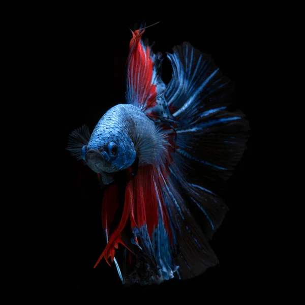 捕捉红色 蓝色暹罗战斗鱼在黑色背景下的移动瞬间 贝塔鱼 — 图库照片