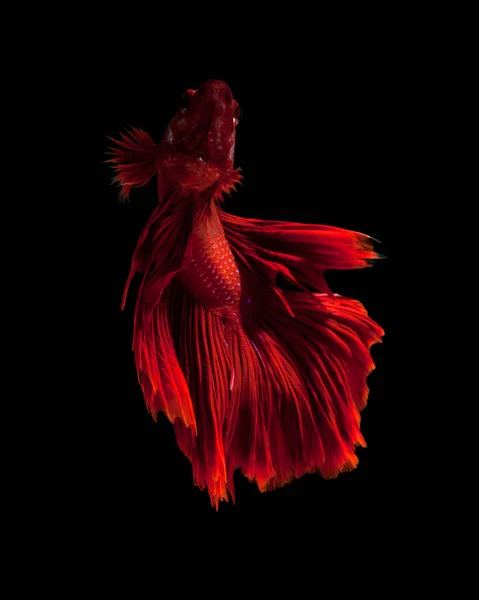 Запечатлеть Движущийся Момент Красных Сиамских Боевых Рыб Изолированных Черном Фоне — стоковое фото