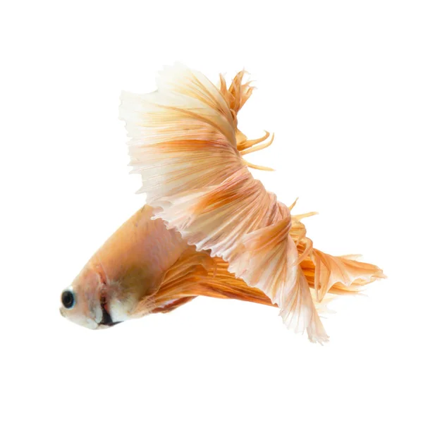 Capturar Momento Movimento Cor Pêssego Peixe Siamês Combate Isolado Fundo — Fotografia de Stock