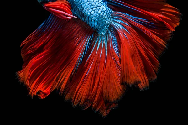 Capture Moving Moment White Siamese Fighting Fish Isolated Black Background — Stock Photo, Image