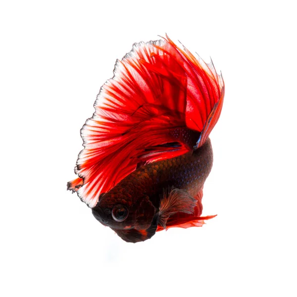 Captura Momento Movimiento Los Peces Siameses Rojos Lucha Aislados Sobre — Foto de Stock