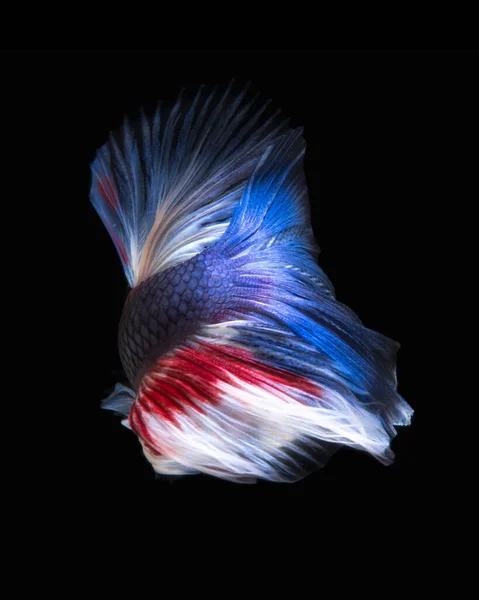 Betta Fisch Auf Schwarzem Hintergrund Fangen Sie Den Bewegenden Moment — Stockfoto