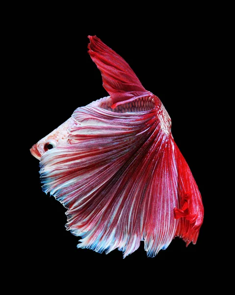 White-red betta fish, siamese fighting fish on black background