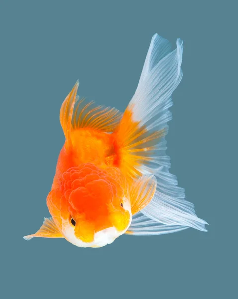 Oranda Goudvis Geïsoleerd Aquarel Achtergrond — Stockfoto